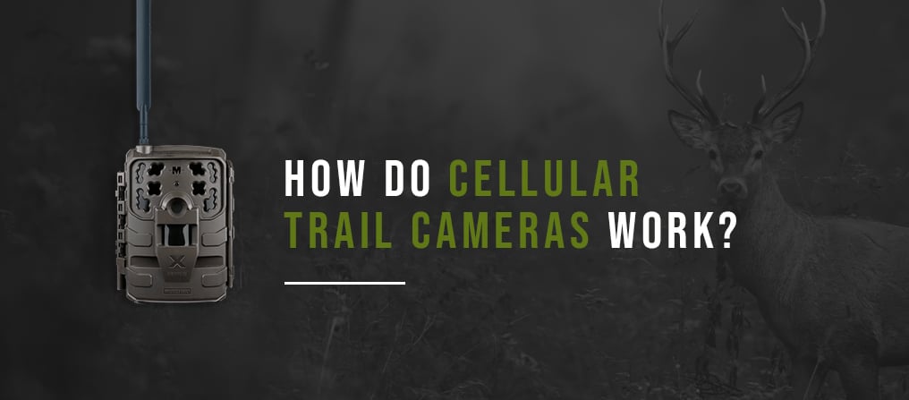 How Do Cellular Trail Cameras Work